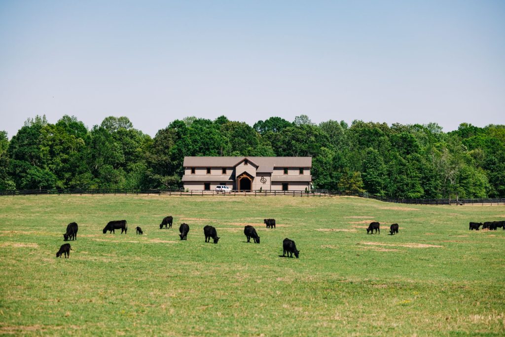picture of Big Oak Ranch looking over some cows in the field